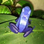 Profile Picture of Travis Stutchman (@tcsdartfrogs) on Instagram