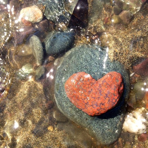 Profile Picture of Dell Mackey (@seaglass444) on Poshmark