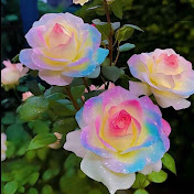 Profile Picture of Ramya Ashok Kumar (@RamyaAshokKumar-hn6tf) on Youtube