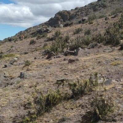 Profile Picture of Rita Julca Toledo (@JulcaRita) on Twitter