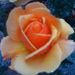 Profile Picture of Christina Musser (@tina_musser) on Pinterest