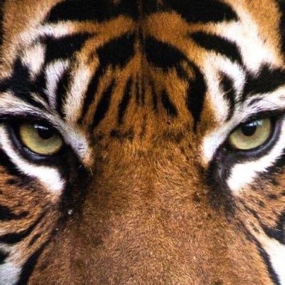 Profile Picture of Corey Martin (@@OrlandoTiger) on Twitter