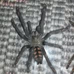 Profile Picture of Albert Korczyński (@mateusz.wieprzowski) on Facebook