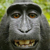 Profile Picture of Steve Arellano (@stevearellano6771) on Youtube