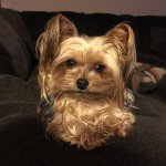 Profile Picture of Tracie Wallace-Brailer (@kt_brailer) on Instagram