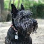Profile Picture of Tequila The Scottish Terrier (@tequilathescottish) on Instagram