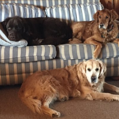 Profile Picture of Nancy MacNider (@pipermom100) on Twitter