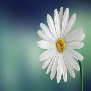 Profile Picture of Julia Duggan (@loving2write) on Twitter