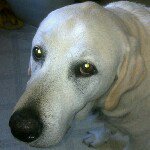 Profile Picture of Lynette Barry (@lynb65) on Instagram