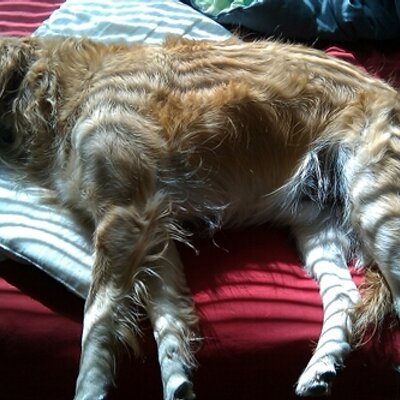 Profile Picture of Brian Pyer (@brian_pyer) on Twitter