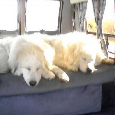 Profile Picture of Jen Kimball Merrill (@bigwhitedog24) on Twitter