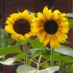 Profile Picture of Berta Morris (@morris.berta) on Instagram