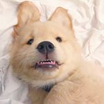 Profile Picture of 麻糬🐶 (@a_ding_chen) on Instagram