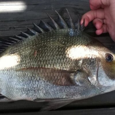 Profile Picture of Mitch Marks (@mitchmarks155) on Twitter
