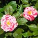 Profile Picture of Sharon Wetherbee (@swetherbee703) on Pinterest