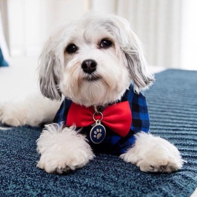 Profile Picture of Buster Nikko (@NikkoPupSF) on Twitter