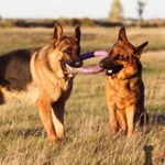 Profile Picture of Nicky_and_Richard (@german_shepherd_nicky_and_rich) on Instagram