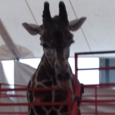 Profile Picture of Michelle Goodbread (@mlglpn3) on Twitter
