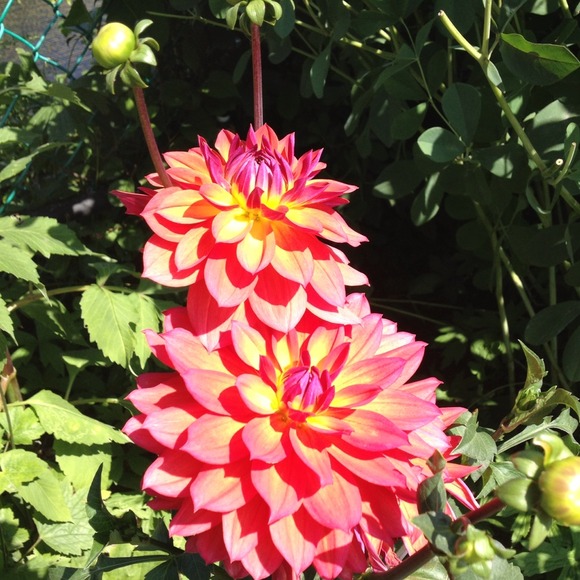 Profile Picture of Caren Soltysiak (@mumsy14) on Poshmark