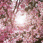 Profile Picture of sheren nathania cheung (@sheren.nc) on Instagram