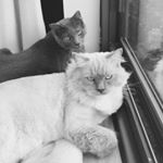 Profile Picture of Stephanie Burroughs (@mrsburroughs) on Instagram