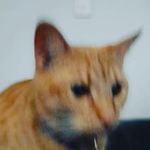 Profile Picture of darcy.lucas_ (@darcy.lucas_) on Instagram