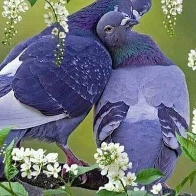 Profile Picture of Daniel Embaye (@DanielEmbaye1) on Twitter