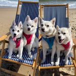 Profile Picture of Makita, Natty, Nicholas & Noel (@murraysalaskankleekai) on Instagram