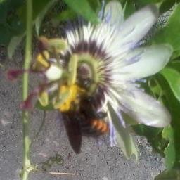 Profile Picture of Pablo Perez Melon (@Paul_PerezMelon) on Twitter