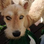 Profile Picture of Daryl Cronin (@vailure.d.c) on Instagram