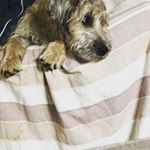 Profile Picture of Pluto And Derek (@plutoandderek) on Instagram