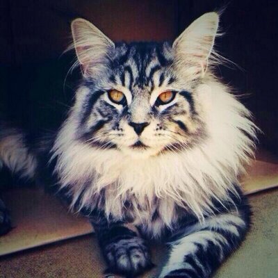 Profile Picture of Patric Kolsen (@PatrickCoulson) on Twitter