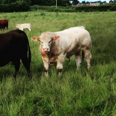 Profile Picture of Nick Hulme (@easyrambreeding) on Twitter