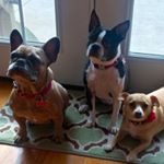 Profile Picture of Jacob Marcotte (@the_woz_dog_squad) on Instagram