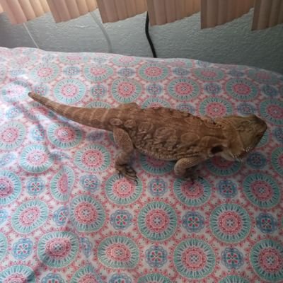 Al NolaN JuNIoR - Twitter Profile Picture of Al NolaN JuNIoR (@74gdfolk) on Twitter