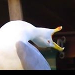 spare coochie ma’am - Instagram Profile Picture of spare coochie ma’am (@supreme_chinglei) on Instagram