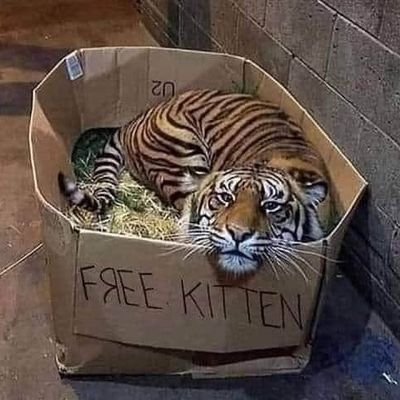 Profile Picture of Clifford (@1Biganimal) on Twitter