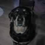 Tony Rizzi - Instagram Profile Picture of Tony Rizzi (@tony_rizzi) on Instagram