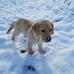 Profile Picture of Buddy Stuart-Schultz (@buddy.ss) on Instagram