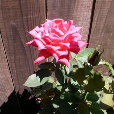 Profile Picture of Sandra Resendes (@SandraResendes1) on Twitter