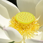 Profile Picture of Bruce Hsu (@baoyuhsky) on Flickr