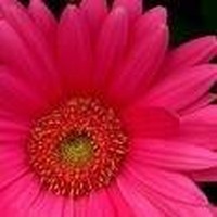Profile Picture of Donna Brett-francis (@donna-brett-francis) on Quora