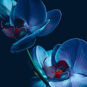 Profile Picture of Mohammed Saadi (@msshibli) on Youtube