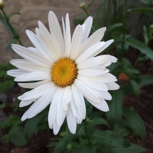 Profile Picture of Hailie j Zajaczkowski (@hailie01234) on Poshmark