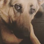 Profile Picture of Maya Galeas-Allen (@chase_dog11) on Instagram