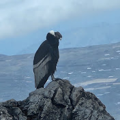 Profile Picture of Luis Morejon (@luismorejon6721) on Youtube