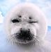 Profile Picture of La Foca la Foca (@lafoca.lafoca.1) on Facebook