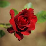 Gabriela Zilkova - Facebook Profile Picture of Gabriela Zilkova (@gabriela.zilkova.96) on Facebook