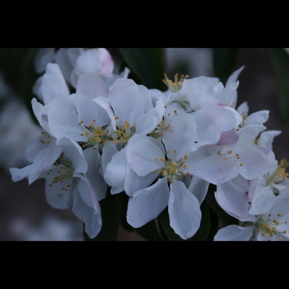 Profile Picture of S Toohill (@sue2hill) on Poshmark