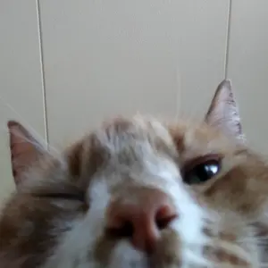 dee♥️ - Tiktok Profile Picture of dee♥️ (@deniseromybarends) on Tiktok